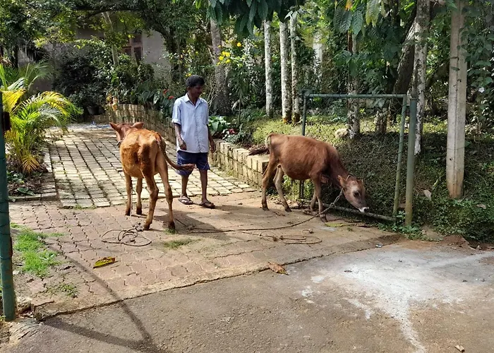 Dew Lee Homestay